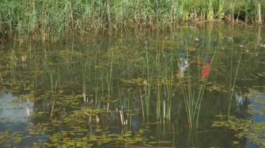 Yazın çimen saplı su yüzeyindeki yansımalar. Çimenli bir gölet yüzeyinin kudurmuş suları ve insanlar bir yüzeye yansımalarını yansıtıyor..
