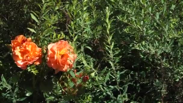 Vista Superior Cabeças Par Flores Rosa Laranja Entre Outras Plantas — Vídeo de Stock