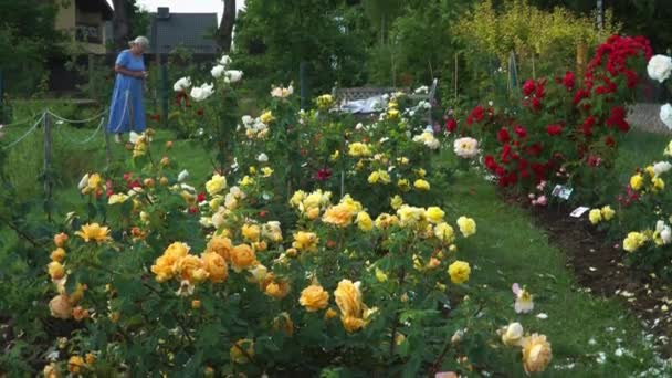 高齢の女性は植物の保育園で咲くバラ園を見ています オレンジ その他の色で咲く屋外の美しいバラの種類 — ストック動画