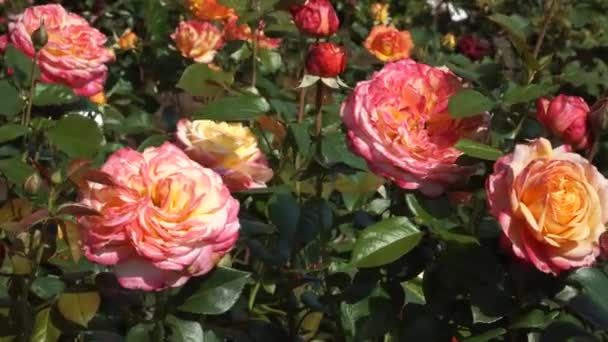Close Widok Bardzo Piękne Dwukolorowe Róże Szkółce Roślin Przyrodzie Żółte — Wideo stockowe
