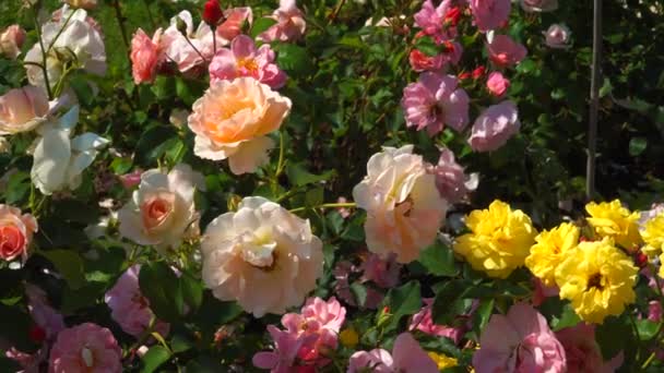 Las Hermosas Flores Rosa Plena Floración Varios Tipos Rosas Inglesas — Vídeo de stock