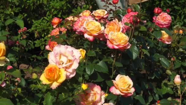 Саду Квітами Трояндами Красиві Англійські Чайні Троянди Пелюстками Яскраво Жовтих — стокове відео