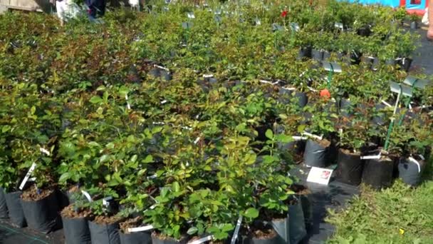 Plantor Trädgårdsmarknad Folk Väljer Rosenväxter Vid Detta Marknadsevenemang Unga Växtarterna — Stockvideo