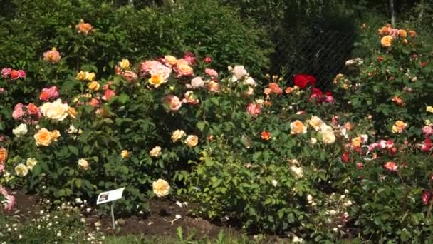 Variedades Rosas Plena Floración Jardín Verano Tipos Coloridos Flores Rosas — Vídeo de stock