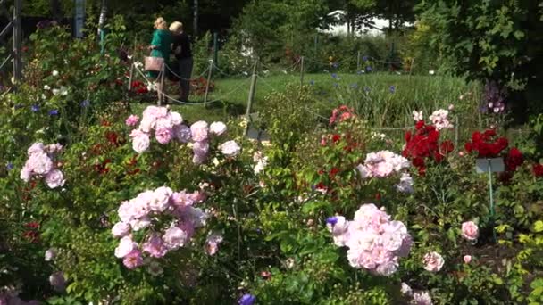 Una Veduta Delle Variopinte Specie Rose Nel Giardino Della Rosa — Video Stock