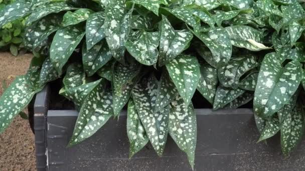 ダークラングワット ポルモナリアオキシノリス 植物の緑色の葉には大きな銀製のスペックがあります 健康療法および治療のための癒しの特性を持つ薬用植物の1つは育てられた庭のベッドで育ちます — ストック動画