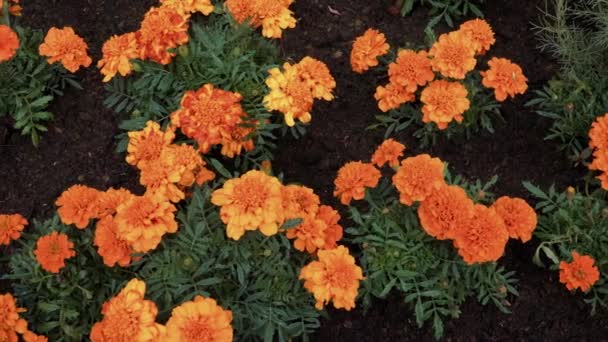 フランスのマリゴールド ラテン語 タガテスパチュラ 花壇の上から成長するビューで植物を花開きます ハーブは 消化および鎮静剤です それは消化の処置で使用されます — ストック動画