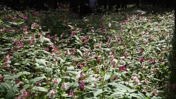Himalaya Balsem Planten Impatiens Glandulifera Natuur Een Van Invasieve Soorten — Stockvideo