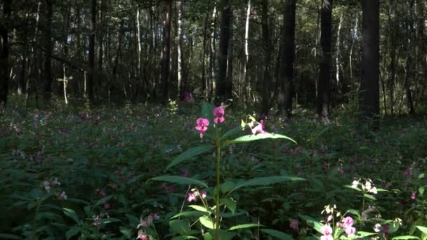 在阳光灿烂的天气里 喜马拉雅山苦瓜 Impatiens Glandulifera 在茂密的森林环境中 在一个特写的 放大的视野中盛开着野花 这是种入侵的植物 — 图库视频影像