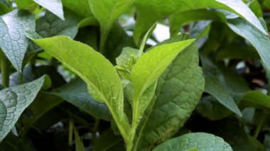 Comfrey (Symphytum officinale) bitkisinin yeşil yaprakları. Bitkisel ilaçlarda uzun ömürlü popüler bir bitkidir ve yaraları iyileştirmek ve acıyı hafifletmek için düzenli olarak kullanılır..