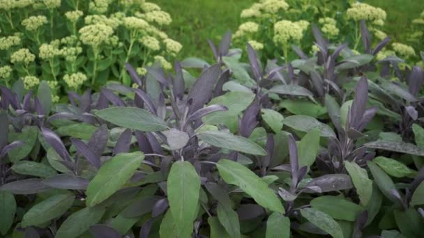 Pohled Rostlinu Zahradní Šalvěje Salvia Zblízka Jako Léčivá Bylina Šalvěj — Stock video