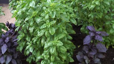 Fesleğen filizinin kökü yakından görülür. Çorbalara, soslara, balıklara ve et yemeklerine tat katmak için mükemmel. Fesleğen aynı zamanda mide gazı ve sindirim sisteminde kramp için kullanılır..