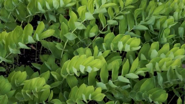 特写中的角所罗门海豹 Polygonatum Odoratum 植物的绿叶 它被用于医药和烹饪 也被用于治疗各种疾病的传统民间疗法 — 图库视频影像