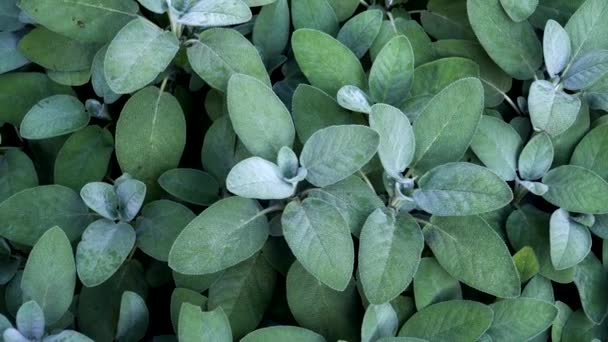 园中的鼠尾草叶 从顶部看 薄荷树科的芳香植物 由于其可食的叶子和高抗氧化剂的药用用途而种植 — 图库视频影像