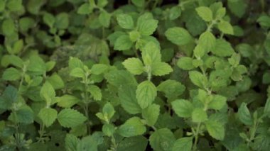 Limon merhemi (Melissa officinalis), darphane familyasına ait ve Orta Avrupa, Akdeniz Havzası, İran ve Orta Asya 'ya özgü bir bitkidir..