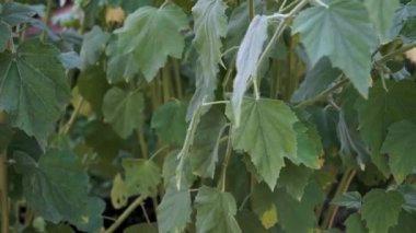 Althaea officinalis (yaygın olarak marshmallow olarak adlandırılır), Avrupa ve kuzey Afrika 'daki hendeklere, akarsulara, tuzlu sulak sulara, bataklık kenarlarına ve diğer nemli ve rahatsız edici alanlara özgü bir bitkidir..