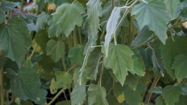Althaea Officinalis Powszechnie Nazywana Pianką Cukrową Jest Rośliną Pochodzącą Rowów — Wideo stockowe