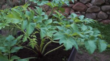 Bahçe meleği (Angelica Archangelica) genellikle bir gıda bitkisi ve bitkisel ilaçlar için yetiştirilir. Etkileyici bir bitkidir. Yenebilir kökleri, yaprakları ve çeşitli iyileştirici özellikleri vardır..