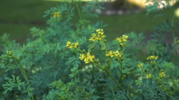 Ruda Del Jardín Planta Que Florece Con Las Flores Amarillas — Vídeos de Stock