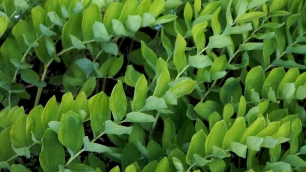 它的名字叫Polygonatum Odoratum 也被称为所罗门的印章 一种优雅的多年生植物 具有拱形茎 它在阴凉的花园里茁壮成长 以其独特的叶子和精致的花朵增添了典雅 — 图库视频影像