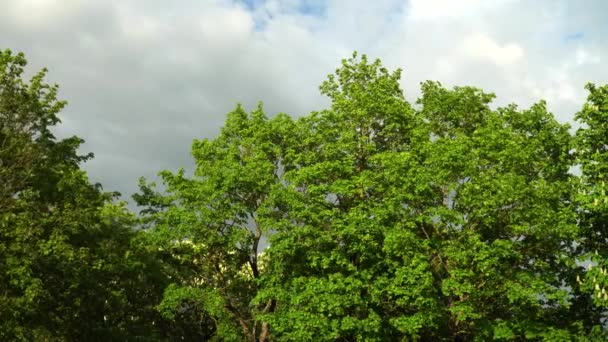Vackra Stora Trädlöv Ett Panoramalandskap Solig Dag Med Molnig Himmel — Stockvideo