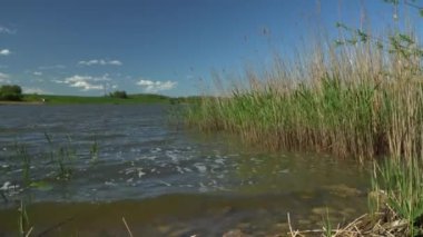 Yazın güneşli bir günde göl kenarındaki manzara. Sazan, çimenli gölün huzurlu manzarasının tadını çıkar. Suyun dalgalanan yüzeyinden karşı kıyıdaki yemyeşil, yemyeşil kıyıya bak..