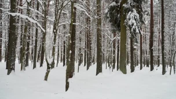 松の木がある森の静かな冬の風景 雪に覆われた地面の間の松の木のトランクの様子 野生の自然の中で寒さと霜の天気の時間や屋外に公園 — ストック動画
