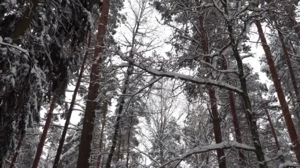 Zimowy Krajobraz Lasem Mieszanym Wysokimi Sosnami Pokrytymi Śniegiem Liśćmi Panoramicznym — Wideo stockowe