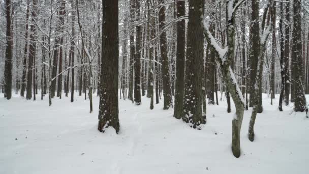 松の木のトランクの間の雪の足跡が付いている雪に覆われた森の風景 自然の音と野生の木材の自然の中で穏やかな冬の気分 — ストック動画