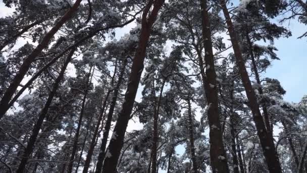 Troncos Pino Alto Paisaje Panorámico Invierno Naturaleza Invernal Parque Forestal — Vídeos de Stock
