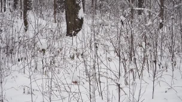 野生の森の環境で冬の風景 雪の森では 地面と茂みの枝が雪に覆われ ワイナリーシーンを作成しています — ストック動画
