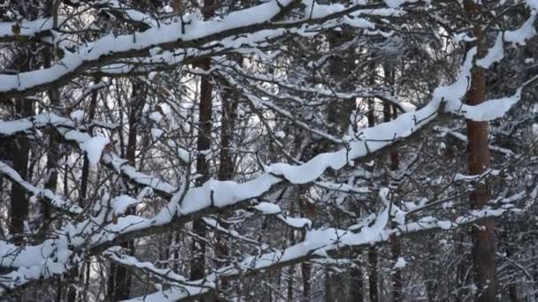 Χειμωνιάτικη Σκηνή Θέα Καλυμμένα Χιόνι Γυμνά Κλαδιά Φυλλοβόλων Στο Δασώδες — Αρχείο Βίντεο