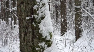 Bir ormanda kış manzarası: bir ağaç gövdesi, kuzey tarafı yosun ve karla kaplı, gökyüzünün kenarları belirlenebilir.