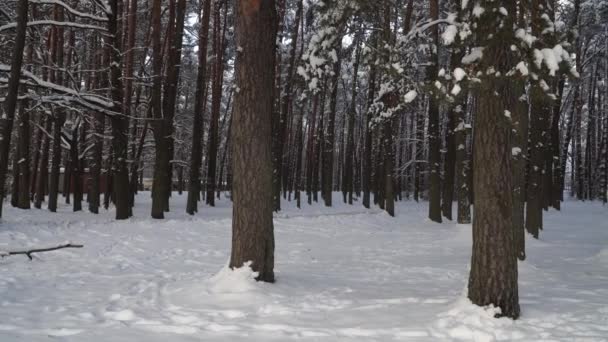 Voorstedelijk Park Met Pijnbomen Winter Uitzicht Tussen Dennenstammen Verte Winterpanorama — Stockvideo