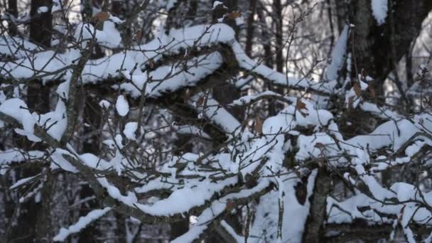 冬季の抽象的な木造環境ビューで雪に覆われた枝の閉鎖 この自然の光景は 野生の自然の冬が来たことを示しています — ストック動画