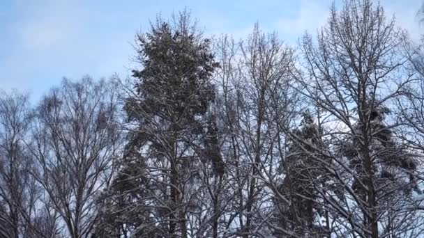 雪に覆われた残酷な裸の葉と緑豊かな木々は 青い曇りの空を背景に 冬の景色を眺めることができます — ストック動画
