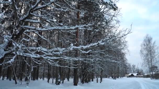 Kış Manzarasında Karla Kaplı Ağaç Dalları Manzara Ormanın Kenarındaki Kentsel — Stok video