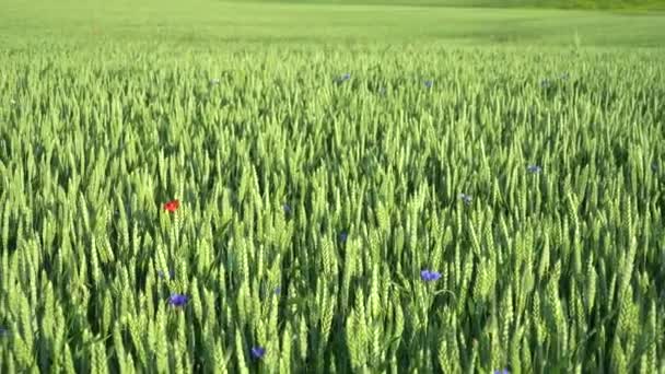 Zöld Éretlen Kukoricafül Mezőgazdasági Nyári Tájon Középpontjában Gabonamező Közeli Látástól — Stock videók