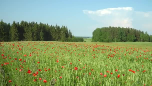 Vidék Mezőgazdasági Földterület Éretlen Növények Mák Virágok Bemutatja Egy Csodálatos — Stock videók