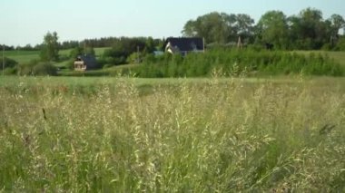 Güneşli bir yaz gününde çimlere yakın kırsal alan, arka planda yeşil tahıl ürünleri olan kırsal bir çiftliğe ev sahipliği yapıyor..