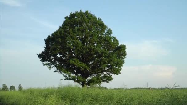 Big Oak Tree Green Foliage Unripe Rapeseed Field Creating Natural — Stock Video