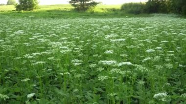 Bir çayır üzerinde çiçek açan (Aegopodium podagraria) yaşlı bir bitki kolonisinin yer aldığı vahşi doğada bir yaz manzarası, vahşi çimen çiçekleri ile doğanın güzel bir manzarasını sağlar..