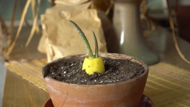 Niezwykła Metoda Rozmnażania Aloesu Leczniczego Próby Rozmnażania Roślin Pomieszczeniach Przy — Wideo stockowe