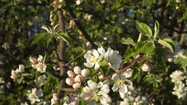 Floração Ramos Macieira Uma Visão Panorâmica Close Ramo Árvore Frutas — Vídeo de Stock