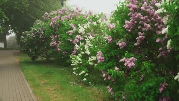 Zielonej Strefie Miasta Stojaki Kwitnących Krzewów Liliowych Linii Chodnika Dodając — Wideo stockowe