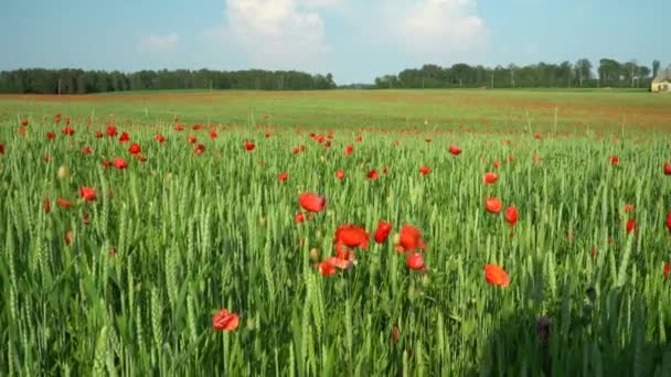 Güneşli Bulutlu Bir Yaz Gününde Tarım Arazisi Canlı Gelincik Çiçekleriyle — Stok video