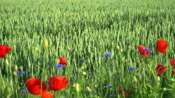 Αγροτικό Γεωργικό Τοπίο Καλοκαίρι Μια Κοντινή Άποψη Των Παπαρούνες Λουλούδια — Αρχείο Βίντεο