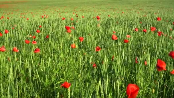 Μια Όμορφη Θέα Του Αγροτεμαχίου Στο Αγρόκτημα Άνθη Παπαρούνας Στη — Αρχείο Βίντεο