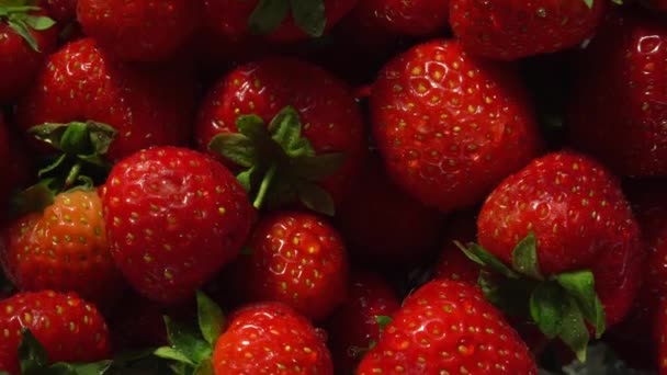 Fresas Imágenes Primer Plano Fresas Rojas Jugosas Recién Cosechadas Ven — Vídeos de Stock