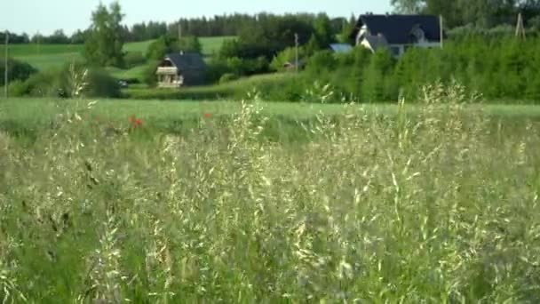 晴れた夏の日には 草の刃が閉じられたショットで風に揺れているのを見ることができます 明るい背景では 農地の最中に田舎の農場が見える — ストック動画
